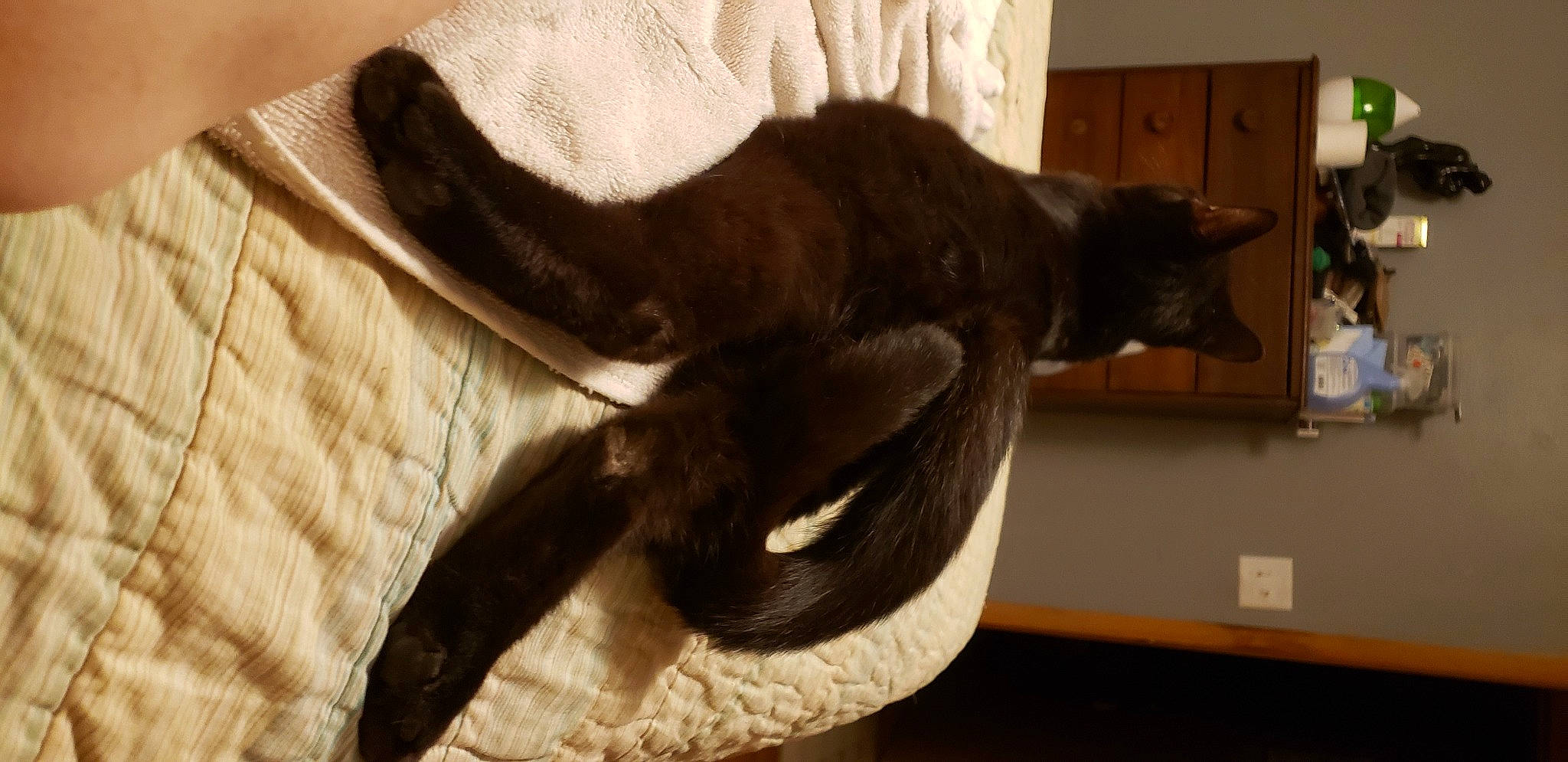 Ylangylang joined the competition — help win amazing prizes! black_cat, brown, carnivore, cat, cat_supply, claw, comfort, dog_breed, domestic_short_haired_cat, felidae, fur, hardwood, linens, nap, natural_material, small_to_medium_sized_cats, tail, terrestrial_animal, whiskers, wood