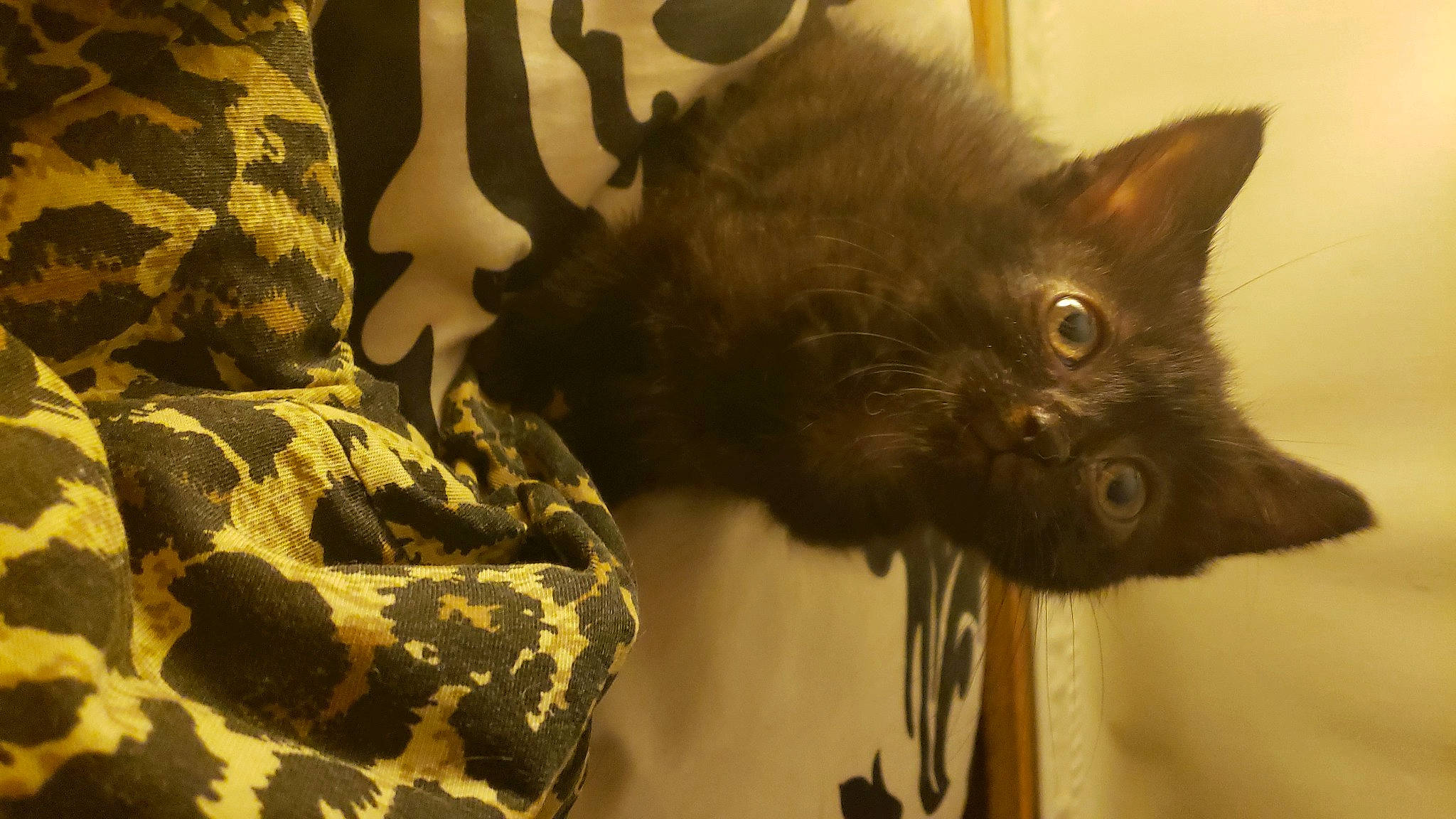 Ylangylang joined the competition — help win amazing prizes! black_cat, camouflage, carmine, carnivore, cat, claw, domestic_short_haired_cat, fashion_accessory, fawn, felidae, fur, military_camouflage, pattern, paw, personal_protective_equipment, small_to_medium_sized_cats, snout, tail, terrestrial_animal, whiskers