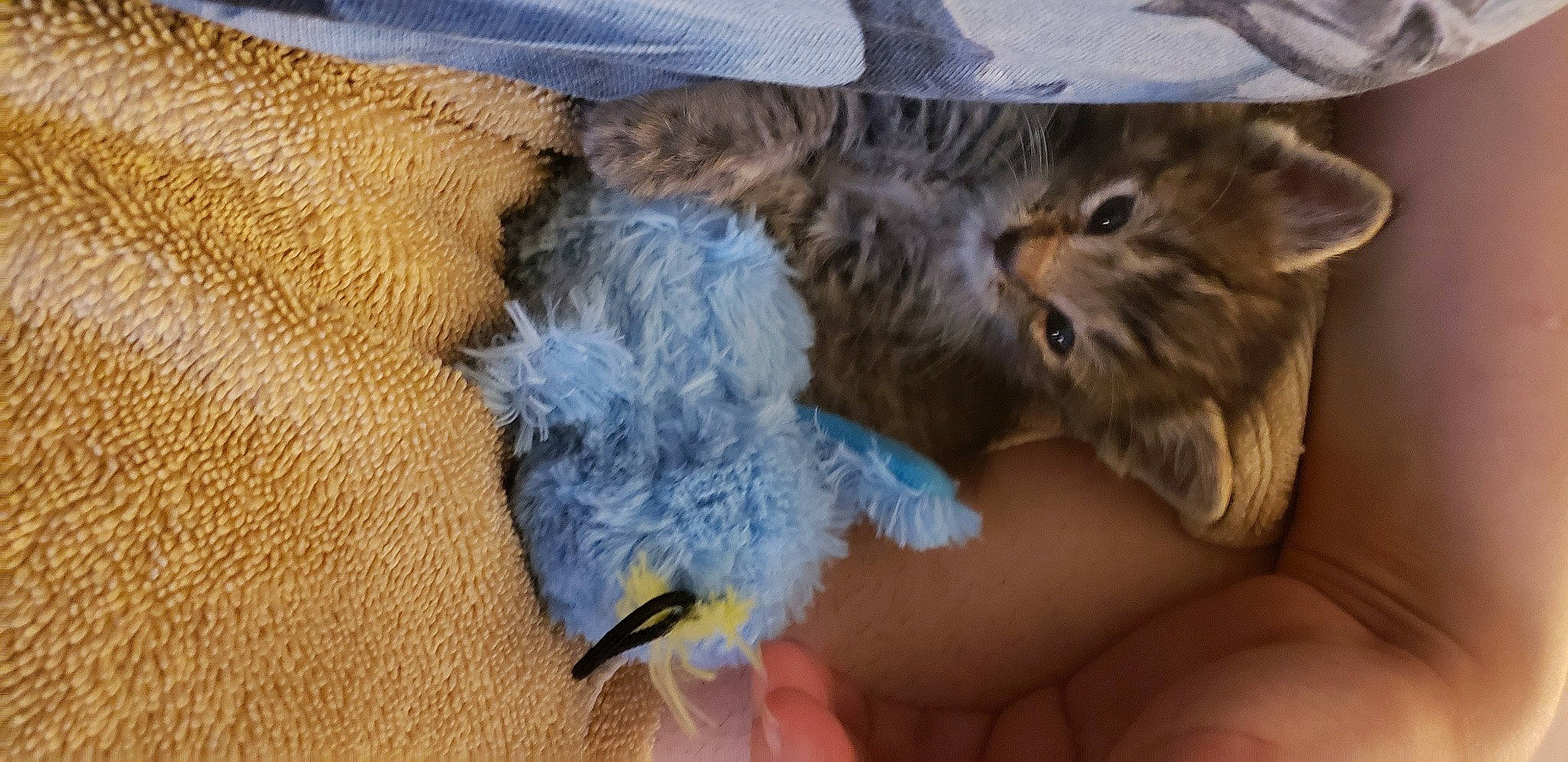 Odie joined the competition — help win amazing prizes! bow_tie, carnivore, cat, claw, comfort, domestic_short_haired_cat, fawn, felidae, fur, nail, paw, small_to_medium_sized_cats, tail, whiskers