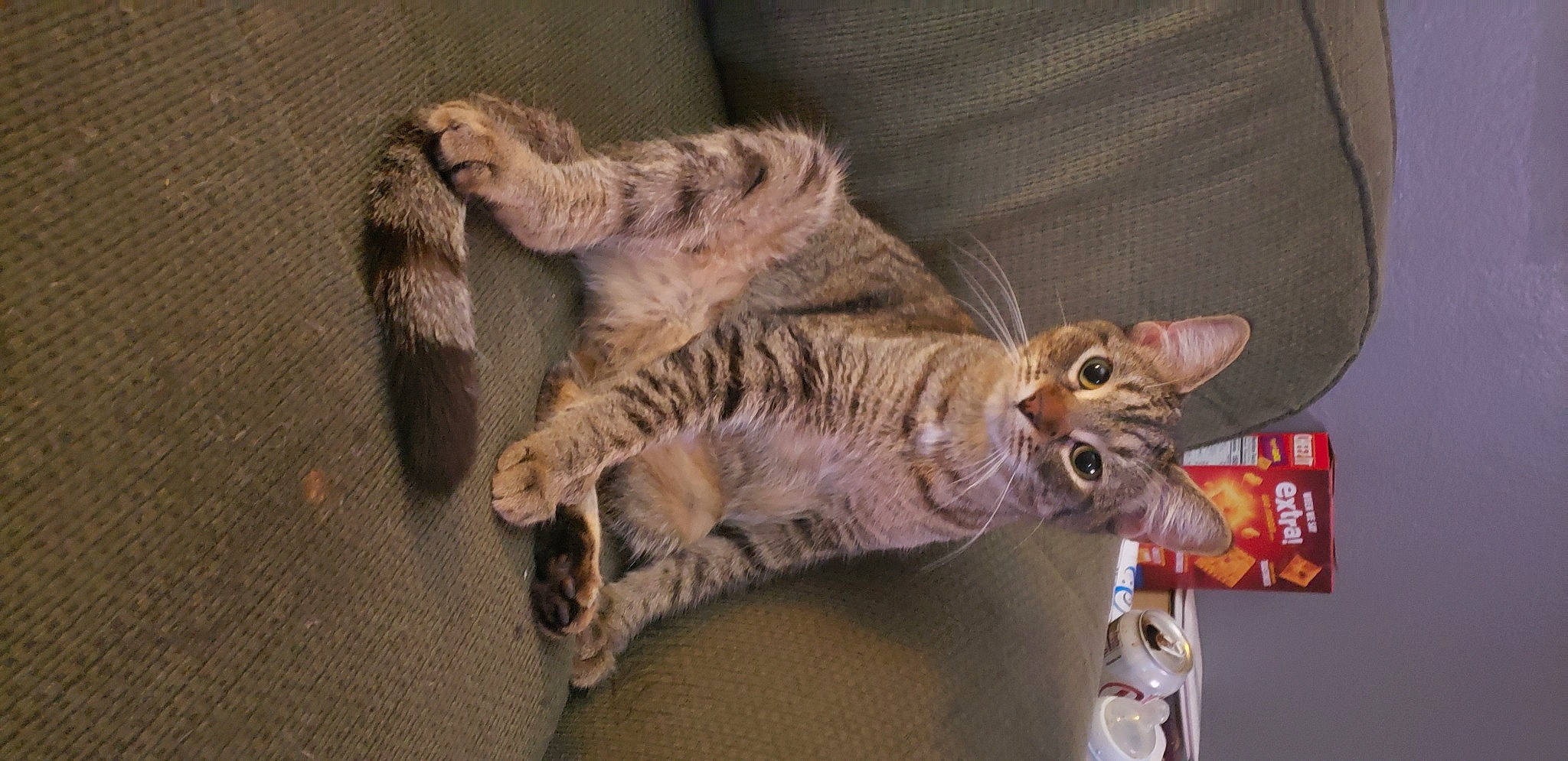 Odie joined the competition — help win amazing prizes! carnivore, cat, claw, domestic_short_haired_cat, fawn, felidae, fur, paw, small_to_medium_sized_cats, snout, tail, terrestrial_animal, whiskers, wildlife, wood