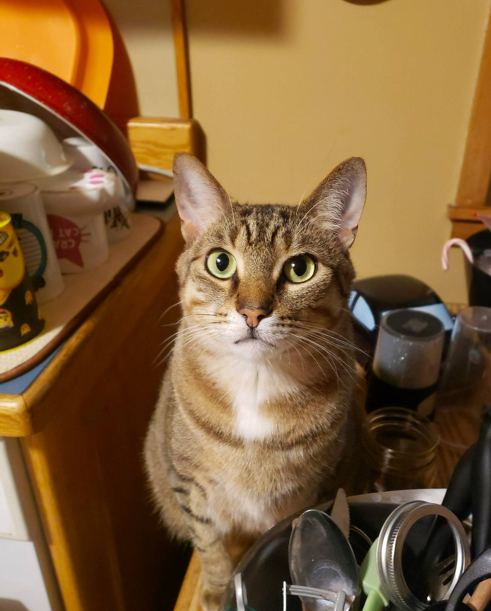 Duncan is registered to the contest to win money with this photo: carnivore, cat, domestic_short_haired_cat, fawn, felidae, fur, metal, shelf, small_to_medium_sized_cats, snout, whiskers, window