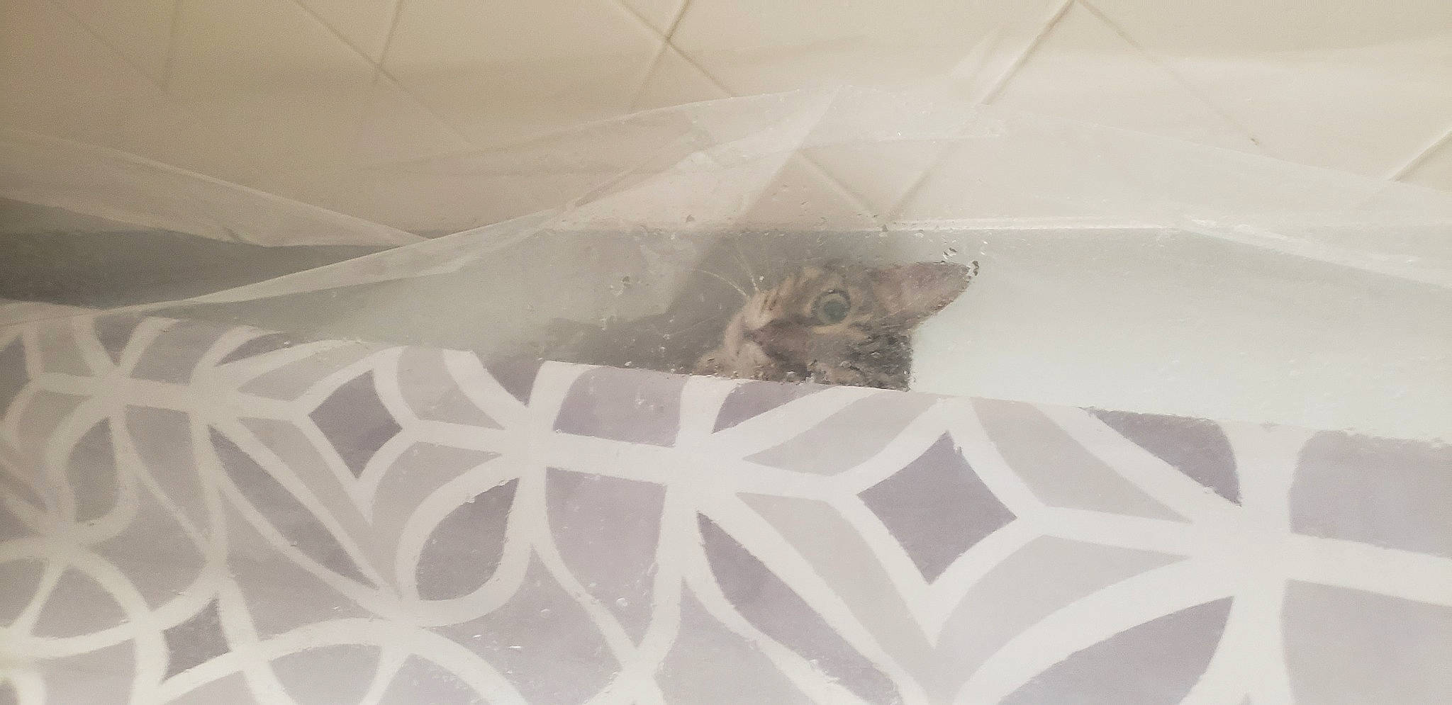 Duncan joined the competition — help win amazing prizes! beige, bridal_accessory, cat, ceiling, circle, embellishment, fashion_accessory, felidae, floor, flooring, grey, hardwood, linens, monochrome, pattern, plaster, room, small_to_medium_sized_cats, tints_and_shades, wood