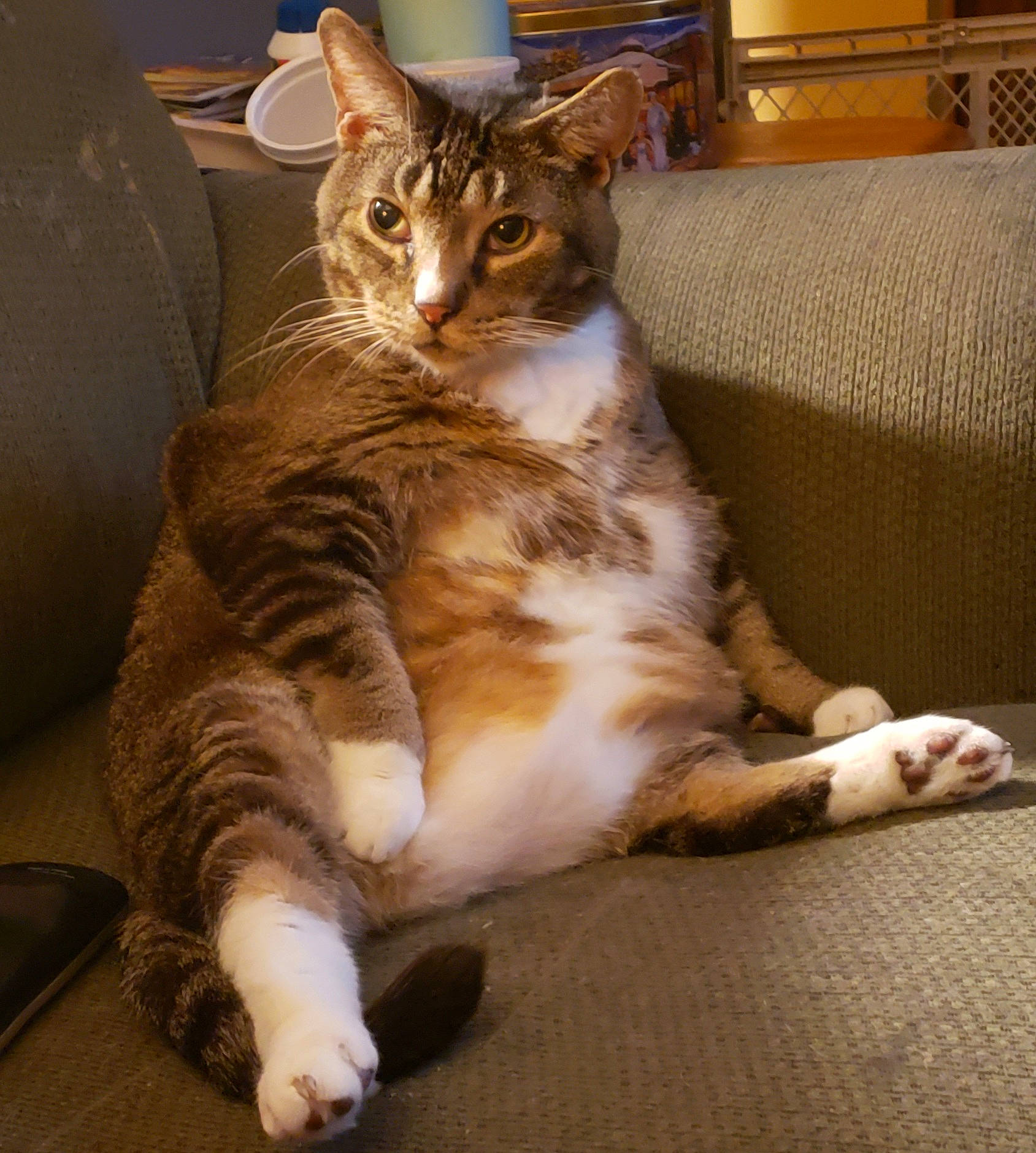 Kissy joined the competition — help win amazing prizes! carnivore, cat, claw, comfort, couch, domestic_short_haired_cat, fawn, felidae, flooring, foot, fur, paw, sitting, small_to_medium_sized_cats, snout, tail, terrestrial_animal, whiskers, wood