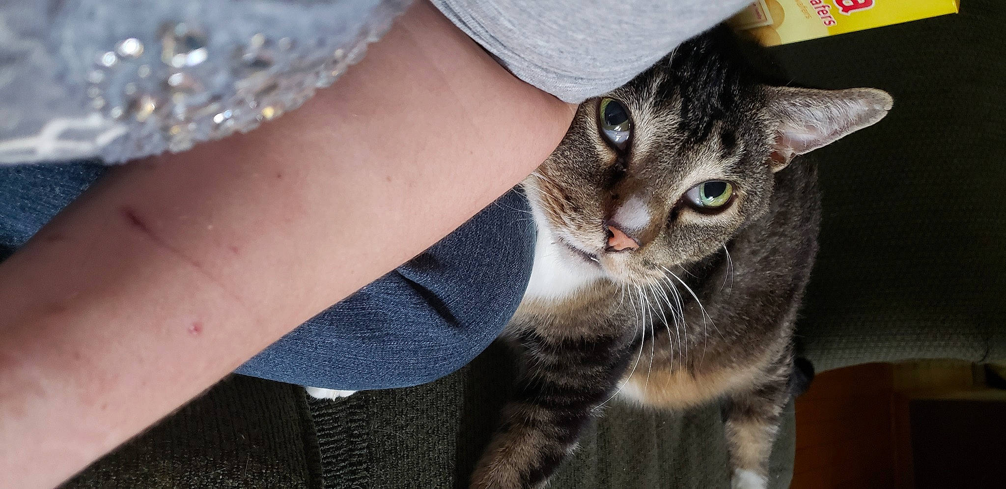 Kissy is registered to the contest to win money with this photo: carnivore, cat, claw, denim, domestic_short_haired_cat, felidae, fur, gesture, grey, paw, sand, sitting, small_to_medium_sized_cats, snout, tail, whiskers