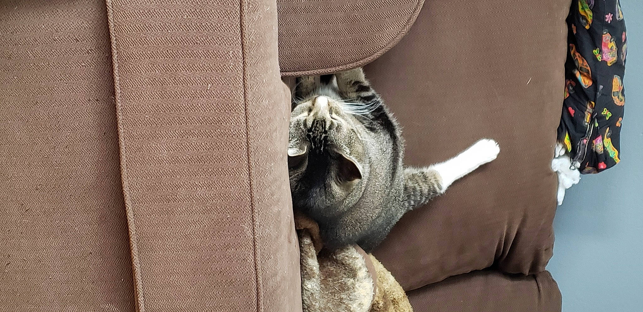 Kissy joined the competition — help win amazing prizes! animal_shelter, cage, carnivore, comfort, fang, felidae, fur, grey, hat, paw, small_to_medium_sized_cats, snout, sun_hat, tail, terrestrial_animal, whiskers, wildlife, window, wood, wrinkle