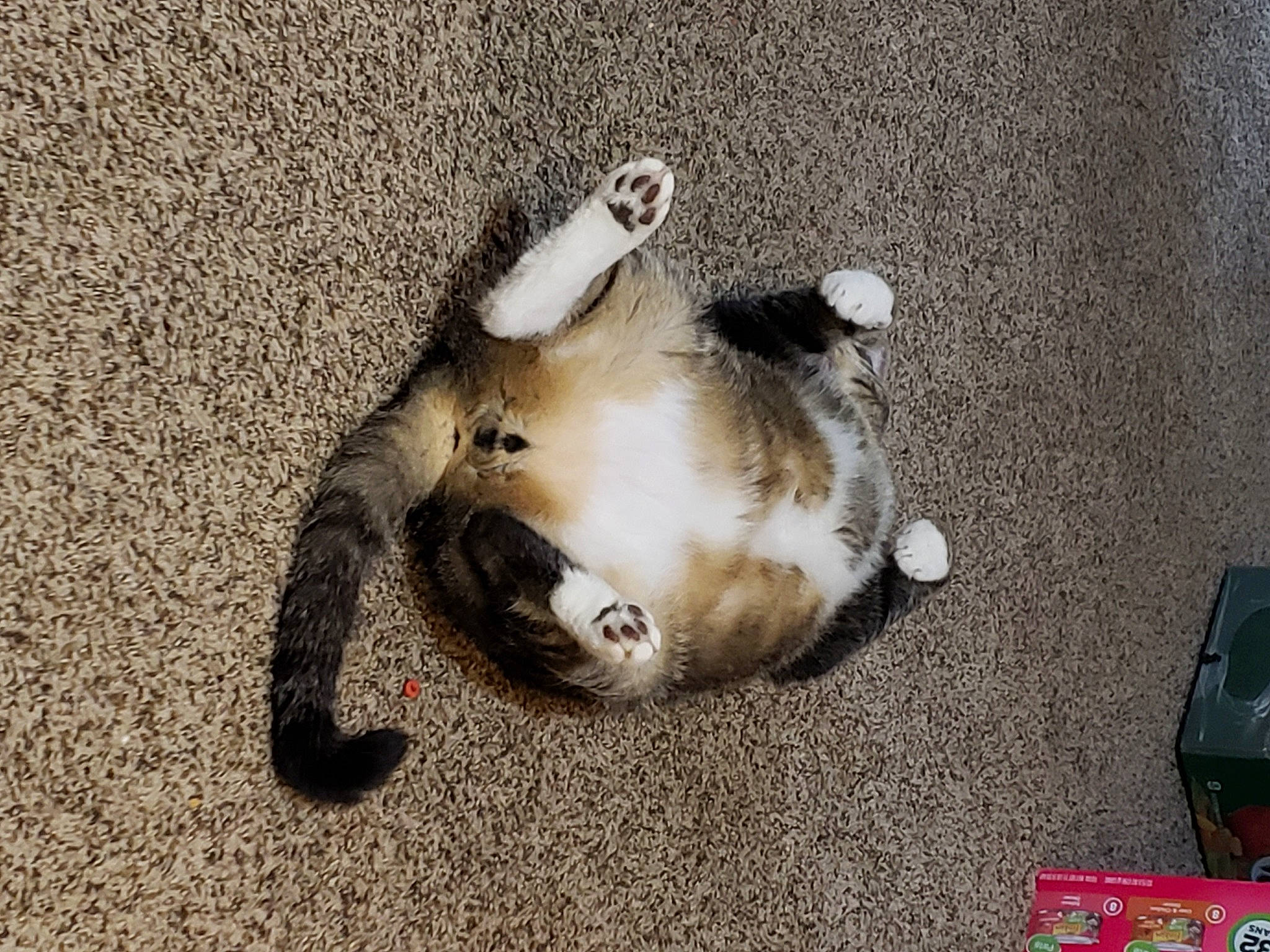 Kissy is registered to the contest to win money with this photo: canidae, carnivore, claw, comfort, companion_dog, dog_breed, domestic_rabbit, felidae, flooring, foot, fur, nap, non_sporting_group, paw, rabbits_and_hares, small_to_medium_sized_cats, sporting_group, tail, terrestrial_animal, whiskers