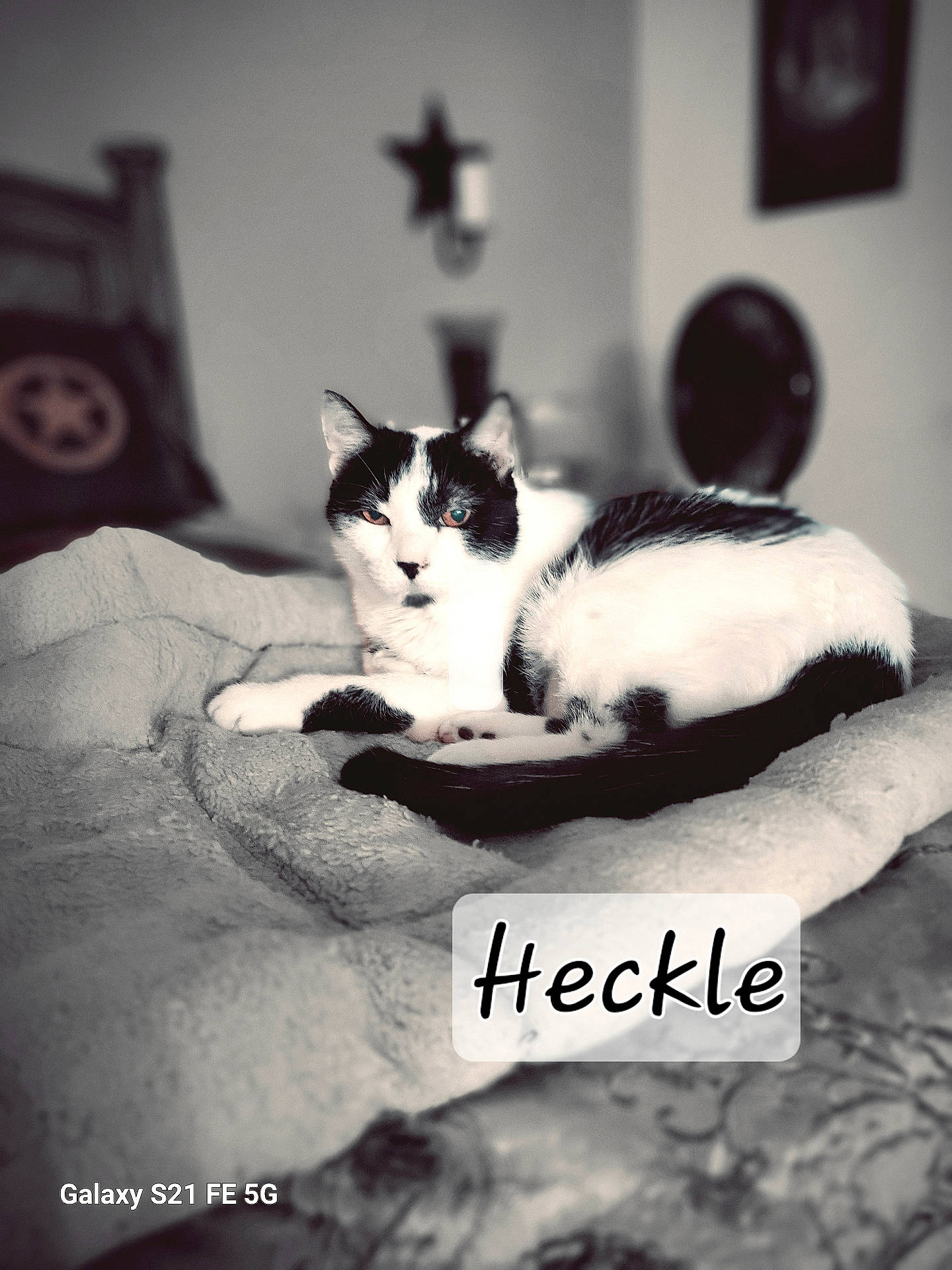 Heckle joined the competition — help win amazing prizes! abyssinian, alloywheel, animal, car, carwheel, cat, couch, cross, furniture, indoors, kitten, machine, manx, pet, spoke, symbol, tire, transportation, vehicle, wheel