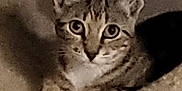 Pixie is registered to the contest to win money with this photo: cat, tabby, pet, animal, feline, ears, whiskers, paws, indoor, looking, cute, young, mammal, resting, fur, eyes, portrait, closeup, domestic, curious