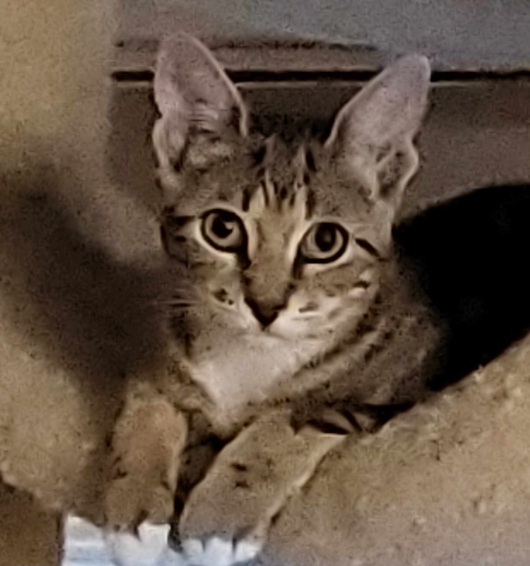Pixie is registered to the contest to win money with this photo: cat, tabby, pet, animal, feline, ears, whiskers, paws, indoor, looking, cute, young, mammal, resting, fur, eyes, portrait, closeup, domestic, curious