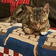 Pixie joined the competition — help win amazing prizes! cat, tabby, sleeping, paws, blanket, woven, couch, leather, pillow, button, red, orange, brown, striped, texture, indoor, resting, pet, cozy, feline