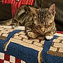 cat, tabby, sleeping, paws, blanket, woven, couch, leather, pillow, button, red, orange, brown, striped, texture, indoor, resting, pet, cozy, feline