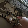 Pixie joined the competition — help win amazing prizes! cat, tabby, indoor, bed, patterned_bedspread, feline, pet, resting, curious, whiskers, ears, human_leg, closeup, animal, domestic_cat, cute, lazy, cozy, relaxed, sleepy