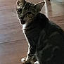 Pixie joined the competition — help win amazing prizes! cat, tabby, white_paws, sitting, wooden_floor, indoor, pet, feline, curious, looking, mouth_open, animal, domestic_animal, ears, whiskers, fur, striped, portrait, one_animal, cute