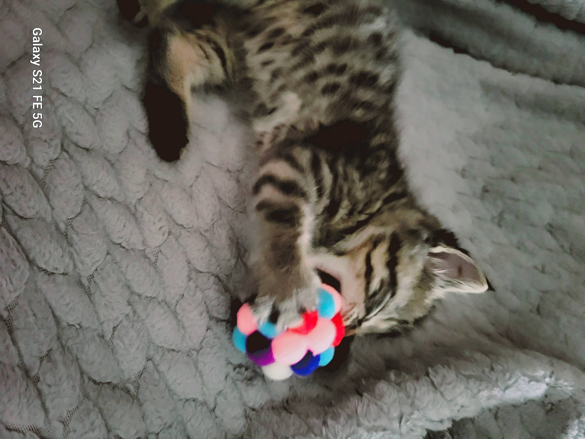 Eddie is registered to the contest to win money with this photo: carnivore, cat, cat_supply, cat_toy, claw, domestic_short_haired_cat, felidae, fur, pattern, paw, small_to_medium_sized_cats, snout, tail, terrestrial_animal, whiskers, wildlife