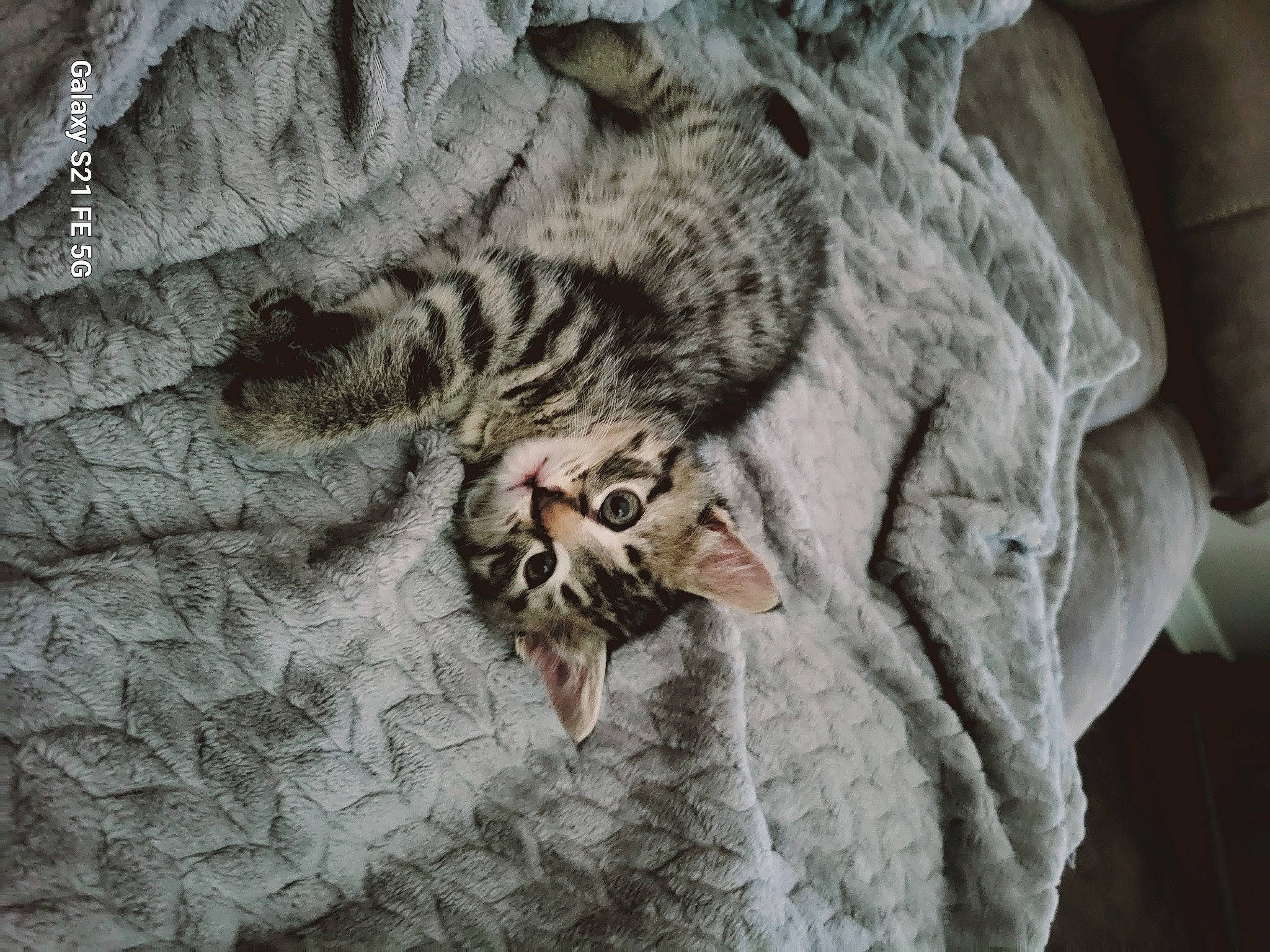 Eddie is registered to the contest to win money with this photo: carnivore, cat, claw, close_up, comfort, domestic_short_haired_cat, felidae, fur, grey, linens, monochrome, pattern, sleeve, small_to_medium_sized_cats, snout, tail, terrestrial_animal, whiskers, wildlife, wood