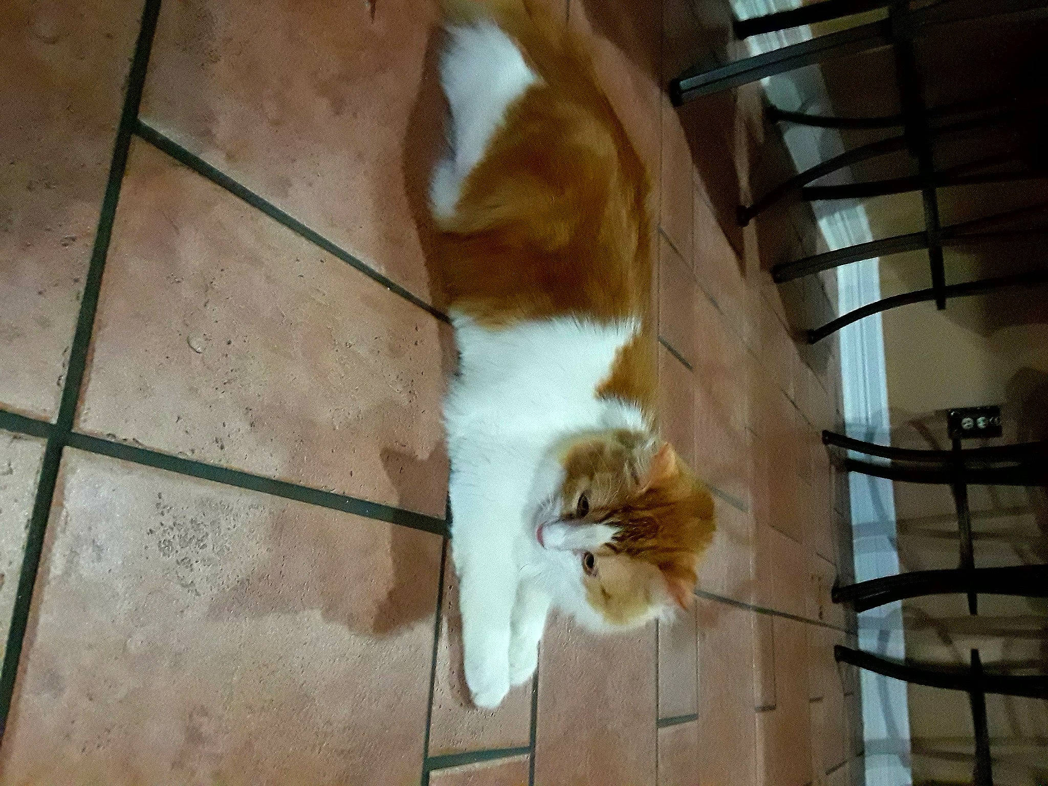 Tommy joined the competition — help win amazing prizes! animal_shelter, canidae, carnivore, cat, claw, companion_dog, dog_breed, domestic_short_haired_cat, felidae, flooring, fur, hardwood, paw, small_to_medium_sized_cats, sporting_group, tail, terrestrial_animal, whiskers, wood