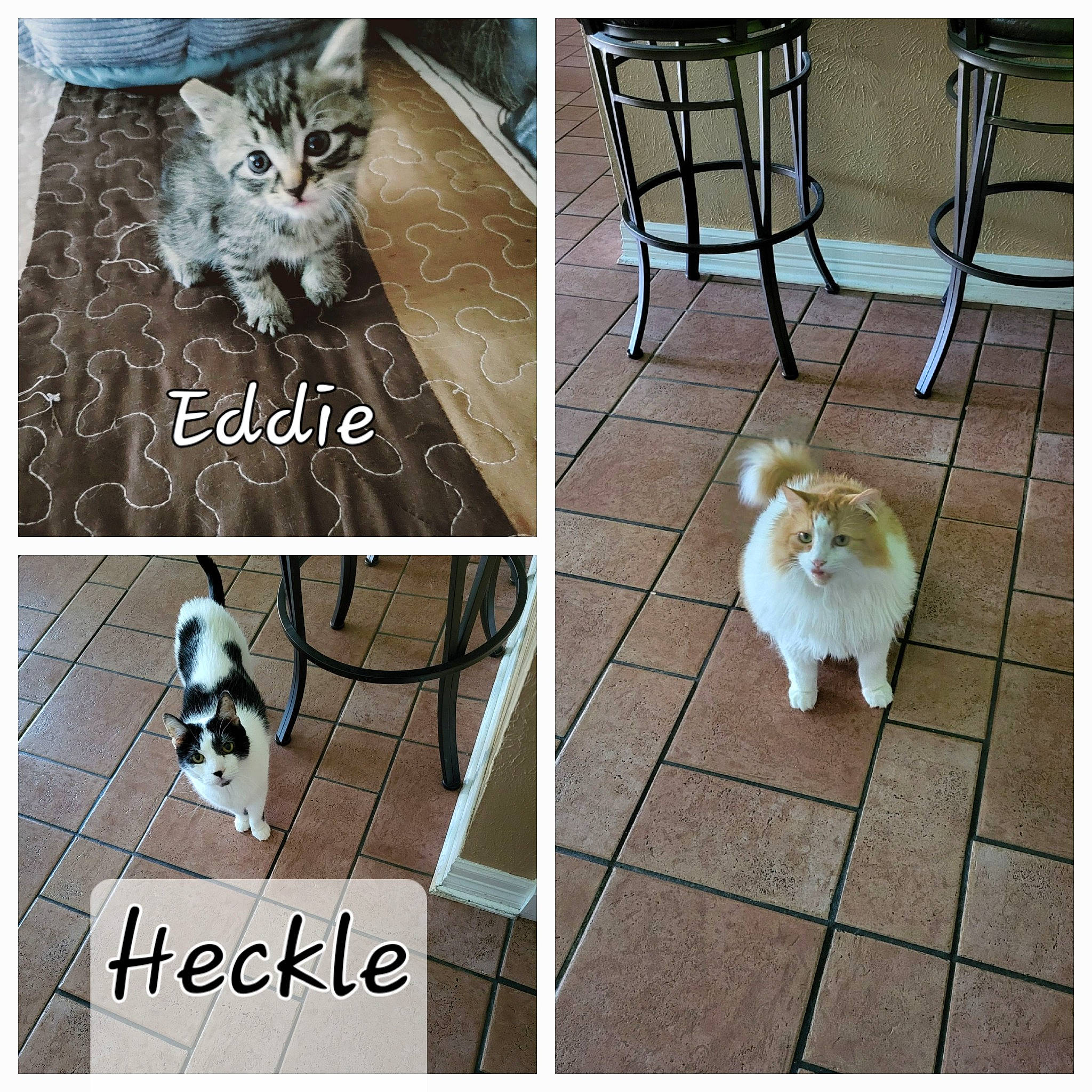 Tommy is registered to the contest to win money with this photo: carnivore, cat, chair, companion_dog, fawn, felidae, floor, flooring, font, fur, hardwood, line, pattern, photo_caption, rectangle, small_to_medium_sized_cats, tail, whiskers, white, wood