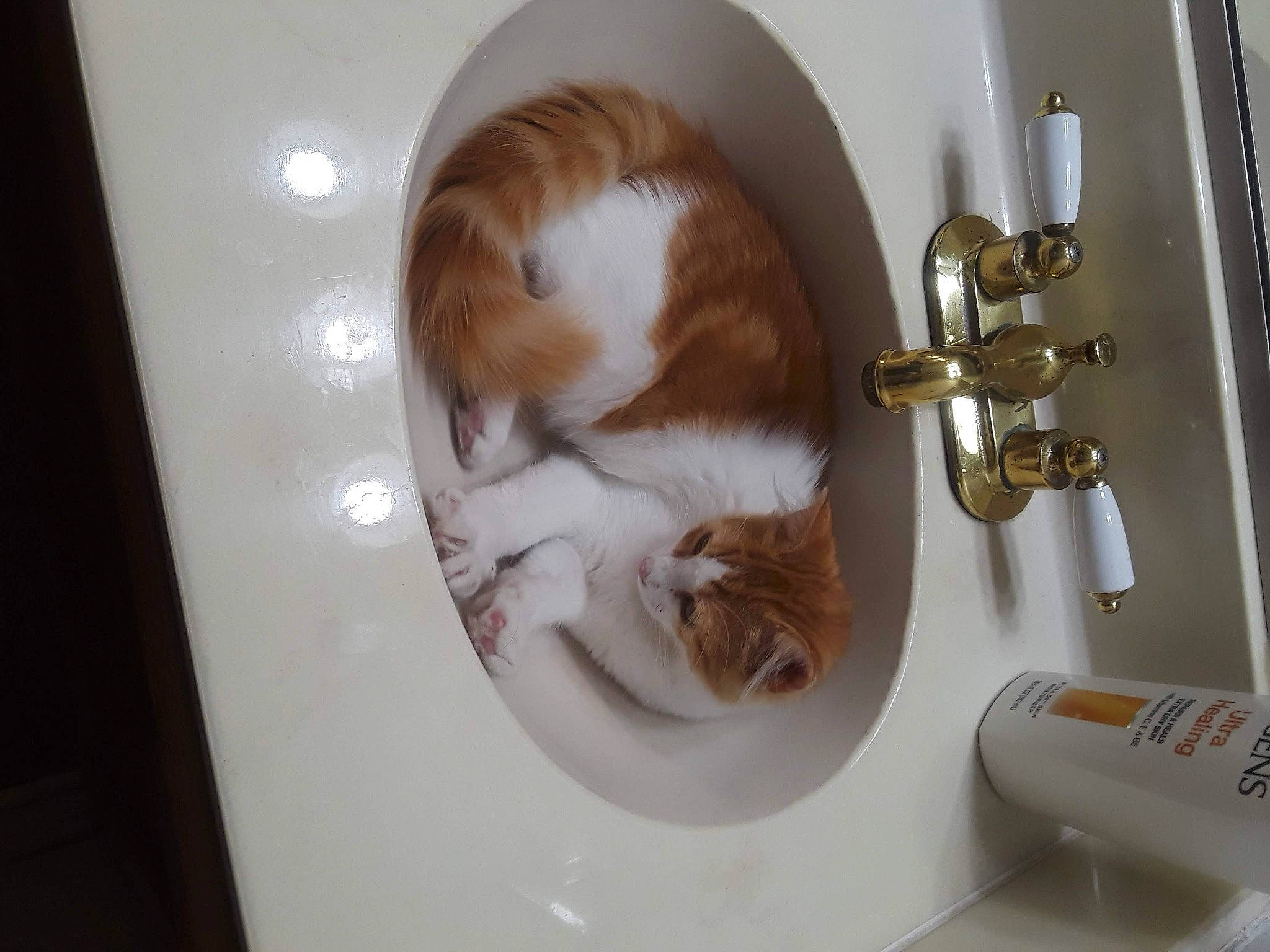 Tommy joined the competition — help win amazing prizes! bathroom_sink, carnivore, cat, ceramic, companion_dog, domestic_short_haired_cat, felidae, fur, hardwood, liver, plumbing, plumbing_fixture, room, sink, small_to_medium_sized_cats, tail, tap, toilet, whiskers, wood