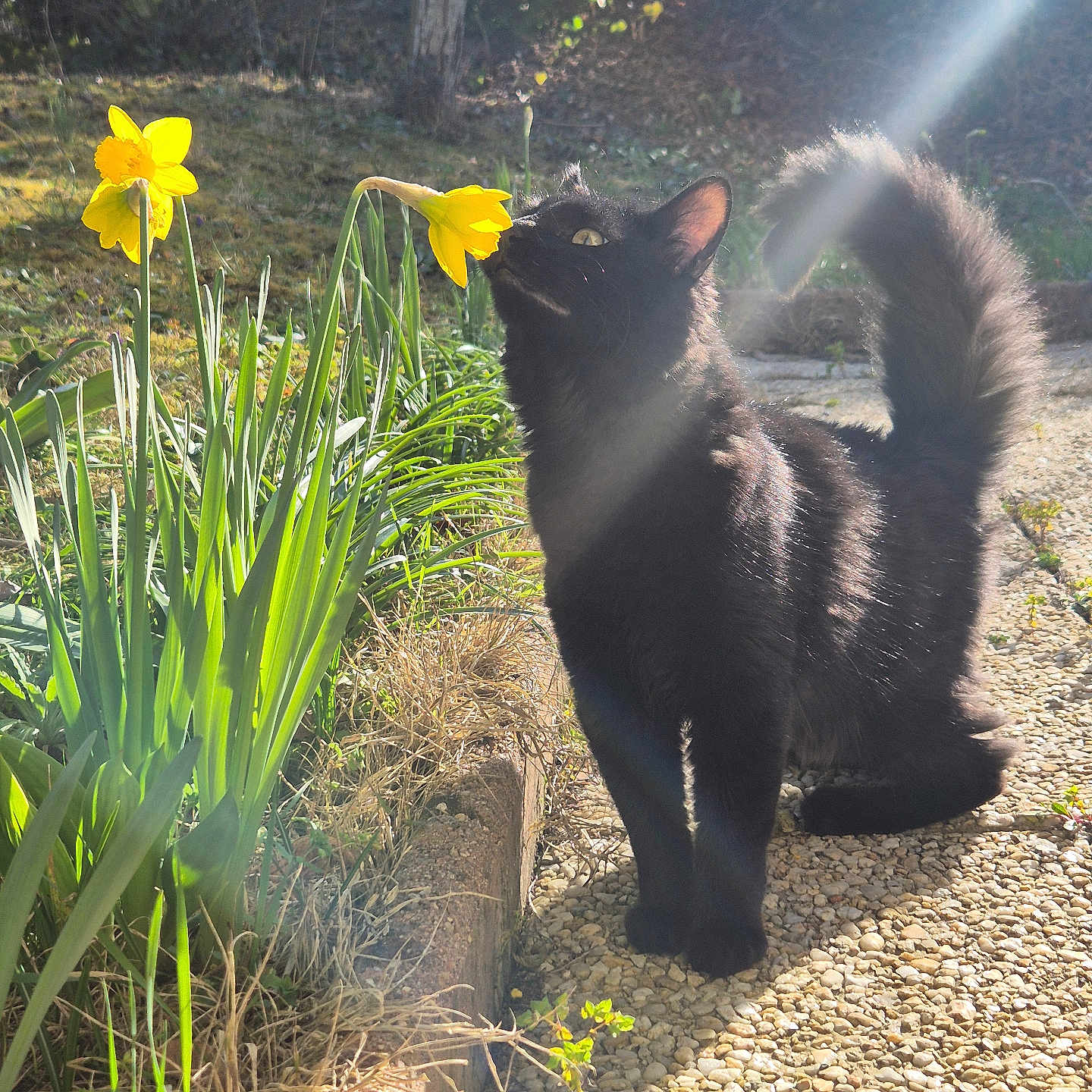 Venom participe au concours pour gagner de l'argent avec cette photo : animal, blackcat, cat, daffodil, flare, flower, garden, gravel, iris, light, manx, nature, outdoors, path, pet, petal, plant, road, soil, walkway