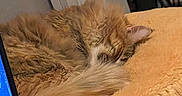 Lilly is registered to the contest to win money with this photo: cat, sleeping, orange_cat, fluffy, cushion, indoor, cozy, fur, pet, resting, comfort, home, furniture, door, clothing, relaxation, animal, cute, domestic, nap