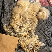 Lilly is registered to the contest to win money with this photo: cat, fluffy, lying_down, blanket, cozy, relaxed, fur, whiskers, tail, indoor, curious, brown_paper, colorful_cloth, texture, pet, animal, cute, soft, resting, looking