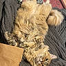 cat, fluffy, lying_down, blanket, cozy, relaxed, fur, whiskers, tail, indoor, curious, brown_paper, colorful_cloth, texture, pet, animal, cute, soft, resting, looking