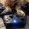 Lilly is registered to the contest to win money with this photo: cat, tabby_cat, xbox_controller, paw, gaming, indoor, pet, feline, curious, cozy, blanket, closeup, cute, relaxed, gaming_night, technology, soft_lighting, texture, home, animal
