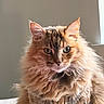 Lilly joined the competition — help win amazing prizes! cat, fluffy, long_hair, orange, tabby, pet, indoor, portrait, feline, animal, cute, whiskers, ears, eyes, soft_light, window_light, calm, sitting, fur, close_up