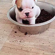 Oxxo participe au concours pour gagner de l'argent avec cette photo : bulldog, carnivoran, companion_dog, dog, dog_breed, dog_breed_group, dog_like_mammal, non_sporting_group, old_english_bulldog, olde_english_bulldogge, puppy, snout, toy_bulldog
