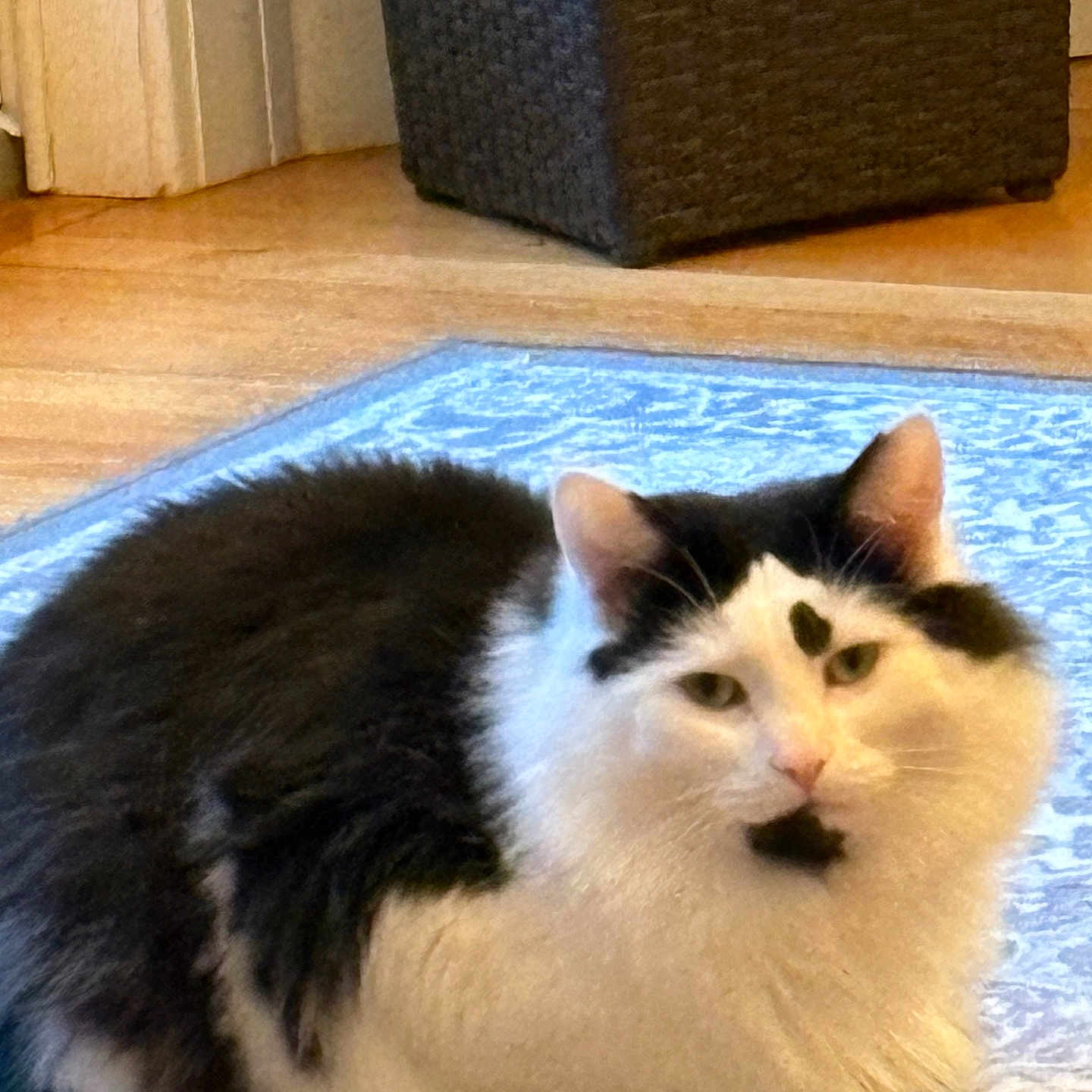 Lychee is registered to the contest to win money with this photo: black_and_white, cat, cute, domestic_cat, ears, face, fluffy, fur, hardwood_floor, heart_mark, home_interior, indoor, loaf_position, marking, muzzle, ottoman, pet, rug, sitting, whiskers