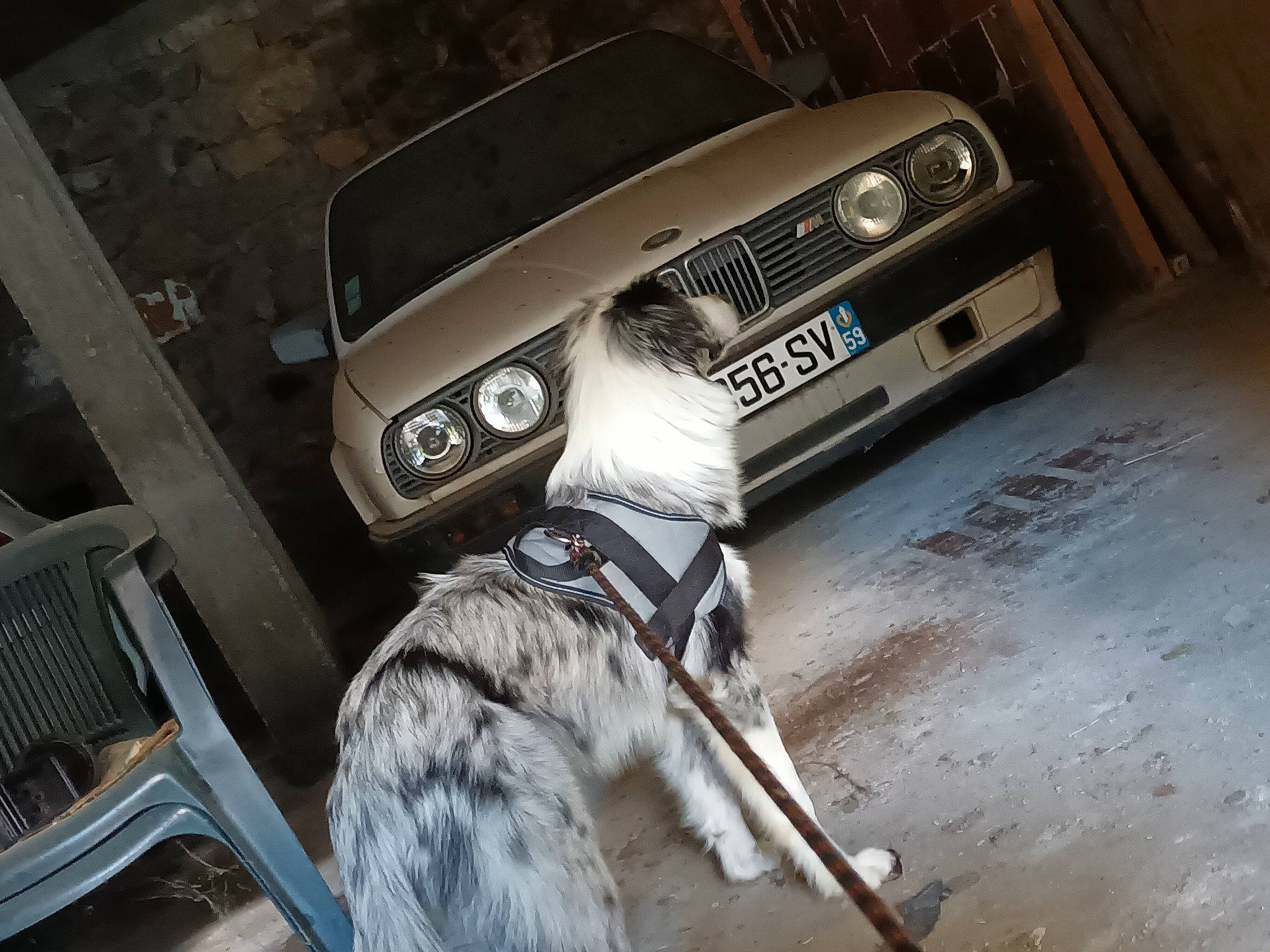 Umi a rejoint le concours — aidez-le/la à gagner de superbes lots ! automotive_design, automotive_exterior, automotive_fog_light, automotive_lighting, automotive_parking_light, automotive_tire, bumper, car, carnivore, dog, dog_breed, fender, grille, headlamp, hood, motor_vehicle, personal_luxury_car, vehicle, vehicle_door, vehicle_registration_plate