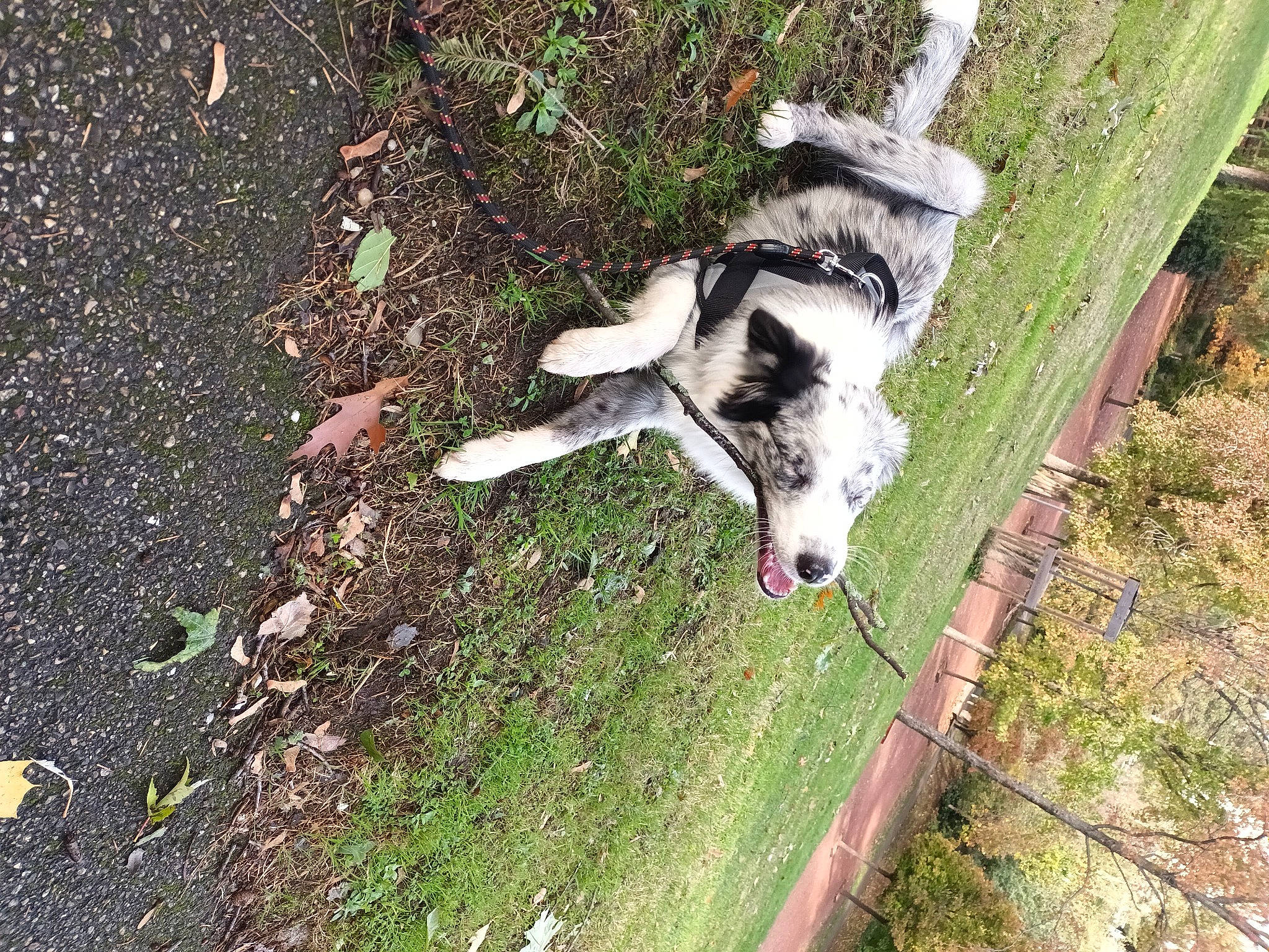 Umi a rejoint le concours — aidez-le/la à gagner de superbes lots ! asphalt, bovine, canidae, carnivore, companion_dog, dog, dog_breed, felidae, goats, grass, livestock, pasture, plant, soil, sporting_group, tail, tar, terrestrial_animal, tree, working_animal