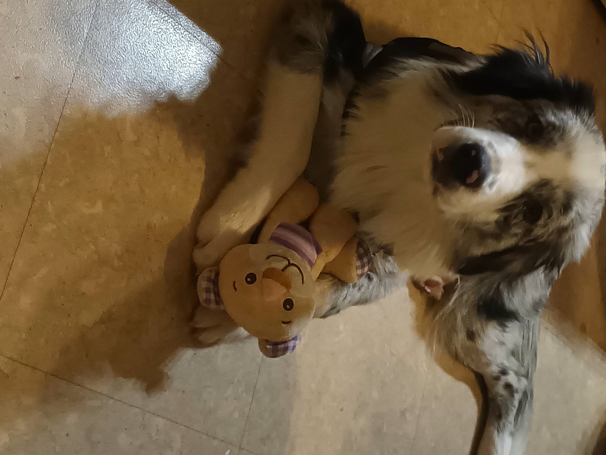 Umi a rejoint le concours — aidez-le/la à gagner de superbes lots ! canidae, carnivore, companion_dog, dog, dog_breed, fawn, felidae, flooring, fur, paw, puppy_love, snout, spaniel, sporting_group, stuffed_toy, tail, terrier, toy, toy_dog, whiskers