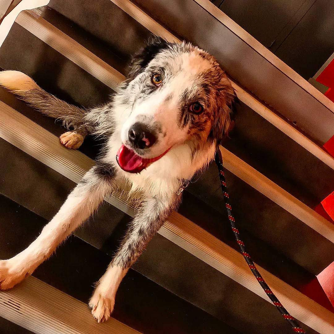 Umi a rejoint le concours — aidez-le/la à gagner de superbes lots ! boat, canidae, carnivore, companion_dog, dog, dog_breed, fang, fawn, foot, fur, metal, non_sporting_group, paw, snout, sporting_group, table, texas_heeler, wood, working_animal, working_dog