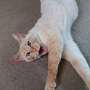 Jasper joined the competition — help win amazing prizes! cat, animal, pet, feline, carpet, indoor, playful, stretching, lying_down, mouth_open, orange, cream, fur, whiskers, ears, claws, cute, domestic, relaxed, happy