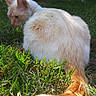 Jasper is registered to the contest to win money with this photo: cat, animal, pet, grass, outdoor, sunlight, feline, tail, nature, mammal, fur, domestic_animal, whiskers, cute, resting, daylight, wildlife, backyard, garden, orange