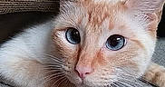Jasper joined the competition — help win amazing prizes! animal, blue_eyes, brown_background, cat, close_up, curious, cute, ears, face, feline, floor, indoor, looking_at_camera, lying_down, orange_and_white, paws, pet, resting, texture, whiskers