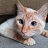 cat, feline, pet, lying_down, close_up, orange_and_white, blue_eyes, curious, paws, floor, texture, brown_background, indoor, animal, whiskers, ears, face, looking_at_camera, resting, cute