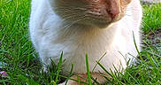 Jasper is registered to the contest to win money with this photo: cat, cream_colored, blue_eyes, grass, outdoor, garden, sunlight, pet, animal, feline, whiskers, ears, nature, close_up, ground, curious, resting, daylight, mammal, domestic_cat