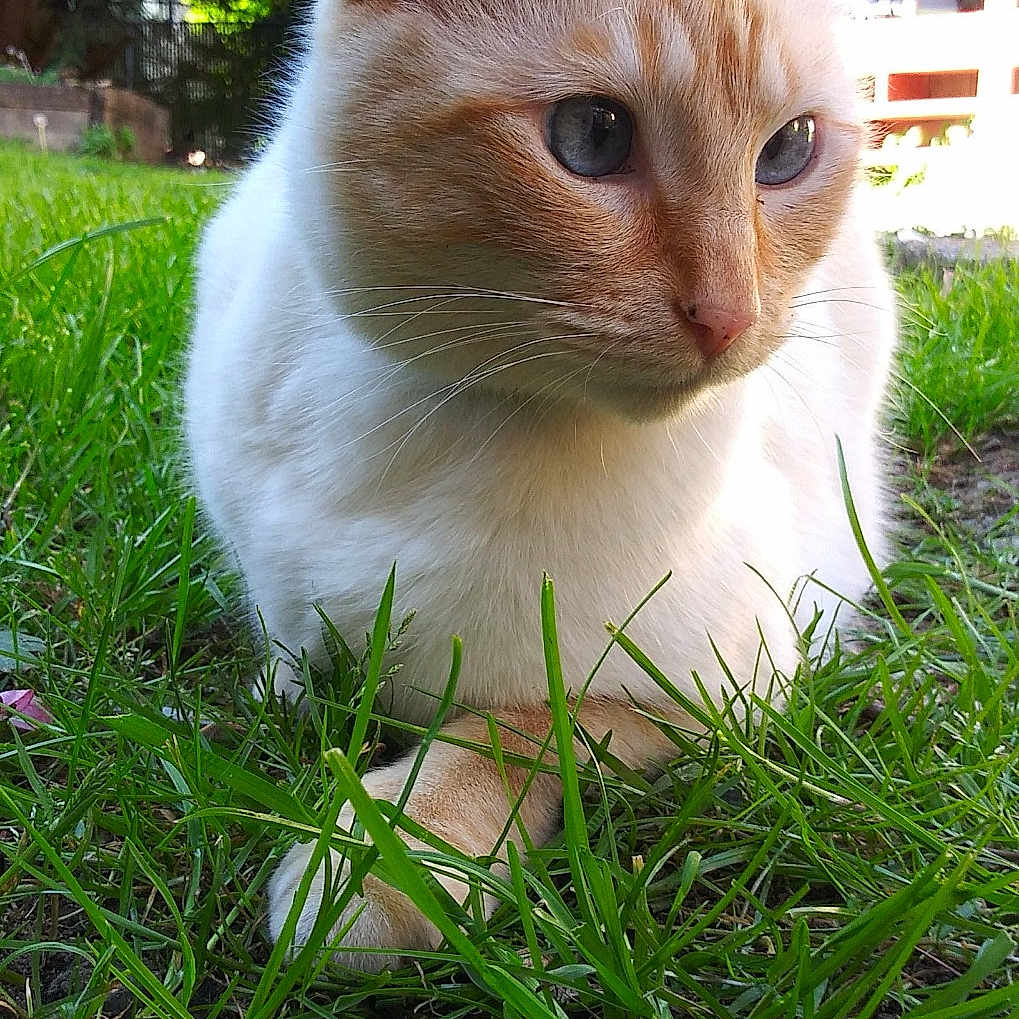 Jasper is registered to the contest to win money with this photo: cat, cream_colored, blue_eyes, grass, outdoor, garden, sunlight, pet, animal, feline, whiskers, ears, nature, close_up, ground, curious, resting, daylight, mammal, domestic_cat