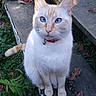 Jasper is registered to the contest to win money with this photo: cat, blue_eyes, collar, outdoor, wooden_steps, ferns, leaves, sunlight, animal, pet, nature, sitting, curious, whiskers, tail, daylight, closeup, mammal, feline, quiet