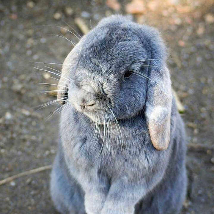 Plume a rejoint le concours — aidez-le/la à gagner de superbes lots ! domestic_rabbit, fauna, fur, mammal, organism, rabbit, rabits_and_hares, snout, terrestrial_animal, whiskers
