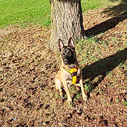 Hadès participe au concours pour gagner de l'argent avec cette photo : animal, bulldog, canine, dog, face, frenchbulldog, grass, grove, land, nature, outdoors, park, pet, plant, puppy, soil, summer, tree, vegetation, woodland