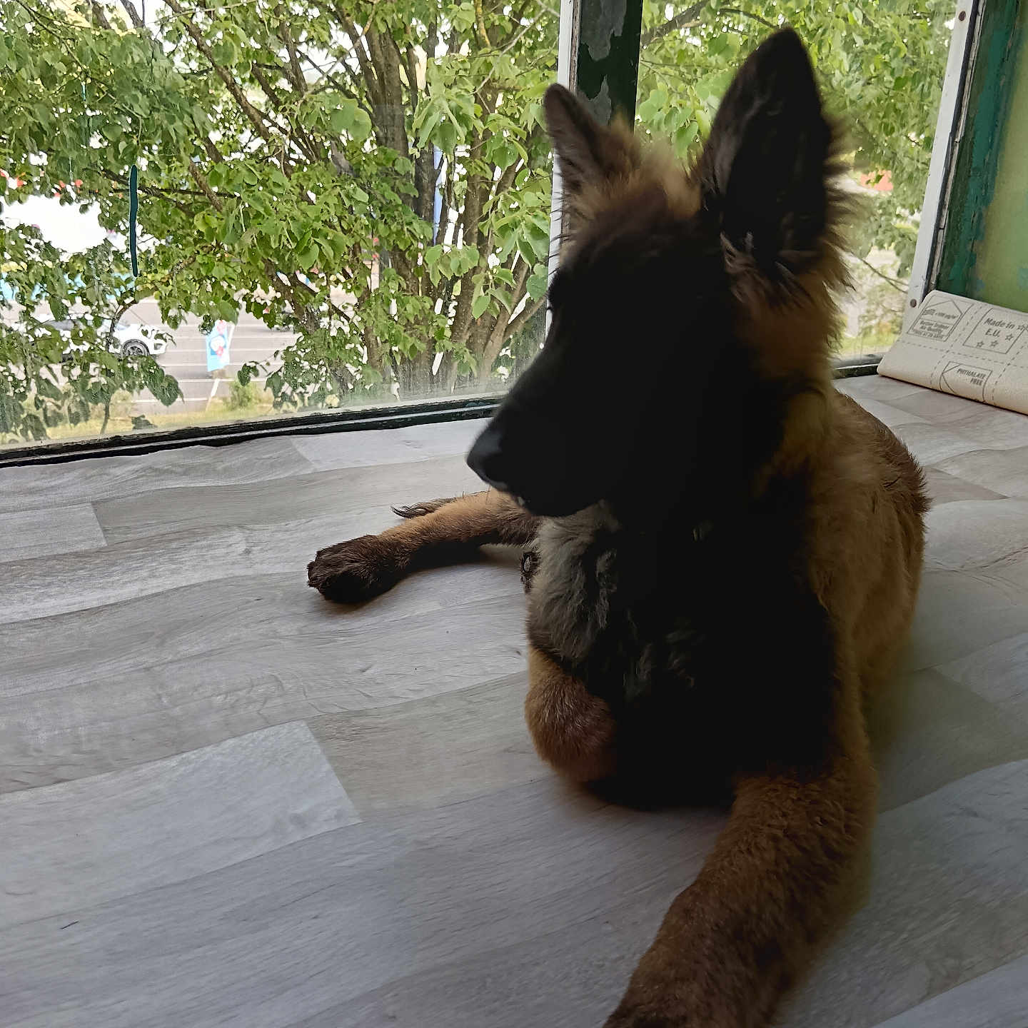 Vulco participe au concours pour gagner de l'argent avec cette photo : animal, canine, car, cat, dog, germanshepherd, hardwood, indoors, interiordesign, path, pet, plant, policedog, puppy, terrier, transportation, tree, vehicle, walkway, wood