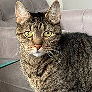 Tigger is registered to the contest to win money with this photo: animal, blanket, cat, close_up, couch, cozy, cute, domestic_cat, fur, furniture, green_eyes, indoor, looking, mammal, pet, portrait, relaxed, striped, tabby, whiskers