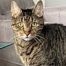 animal, blanket, cat, close_up, couch, cozy, cute, domestic_cat, fur, furniture, green_eyes, indoor, looking, mammal, pet, portrait, relaxed, striped, tabby, whiskers