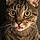 Tigger