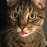 Tigger joined the competition — help win amazing prizes! animal, cat, close_up, curious, cute, domestic_cat, ears, expression, face, feline, fur, indoor, looking, mammal, pet, portrait, tabby, tongue, whiskers, wide_eyes