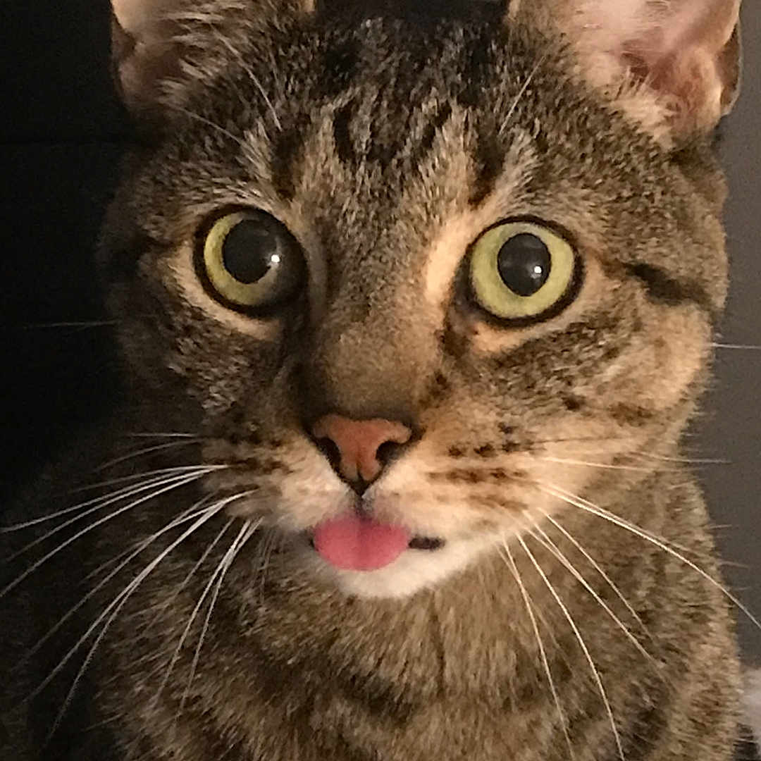 Tigger