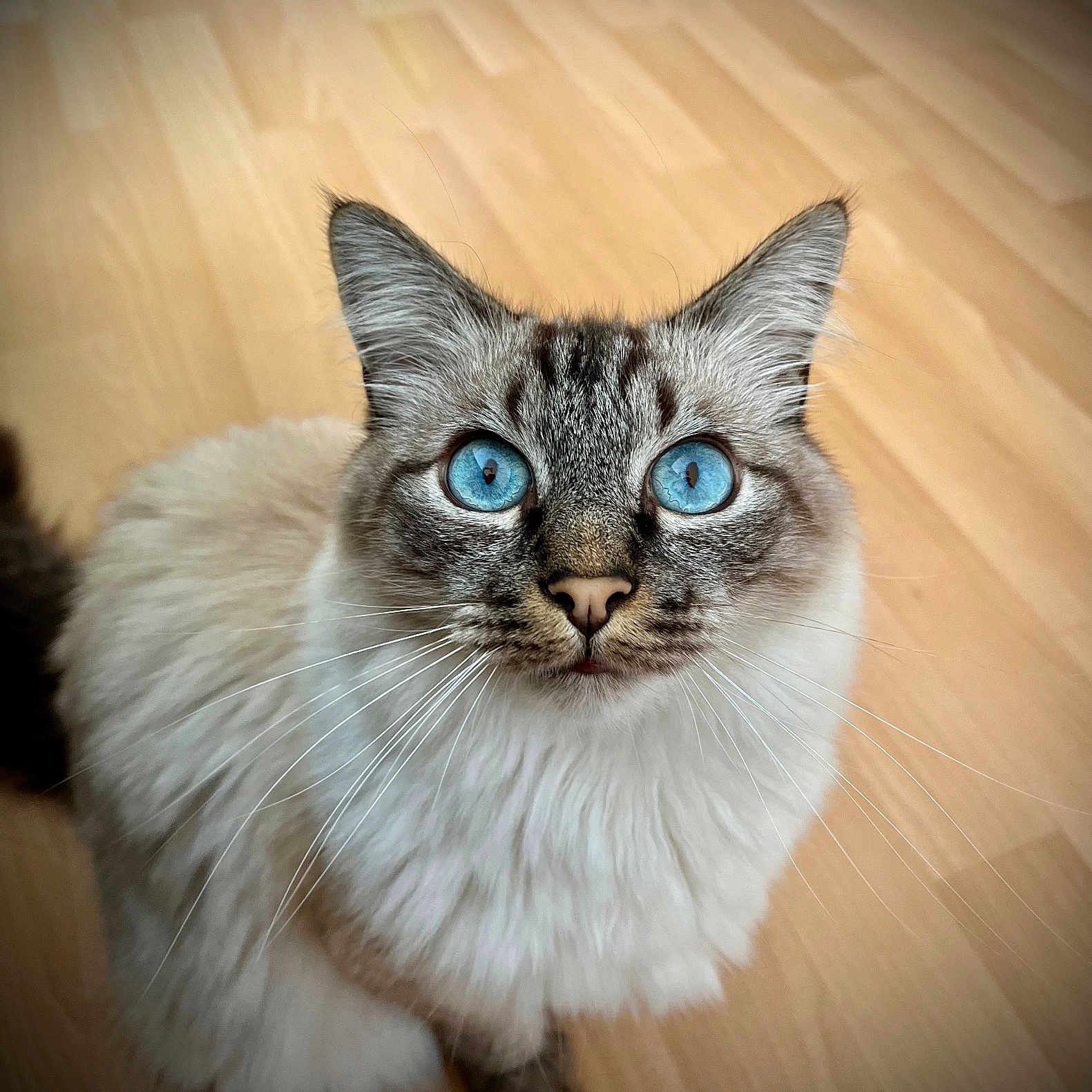 Izac participe au concours pour gagner de l'argent avec cette photo : angora, animal, cat, face, hardwood, head, kitten, manx, person, pet, photography, plywood, portrait, siamese, stainedwood, wood